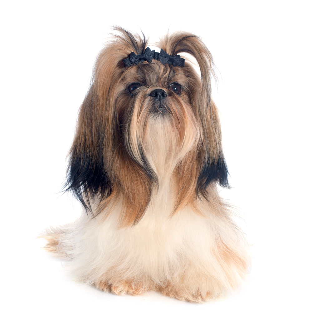 Shih Tzu